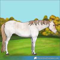 Horse Color:White Spotted Red Roan 