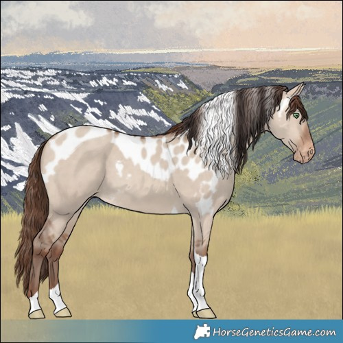 Horse Color:Sable Champagne Dun Tobiano Skewed Appaloosa