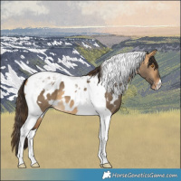 Horse Color:Buckskin Dun Tobiano Skewed LP Spotted