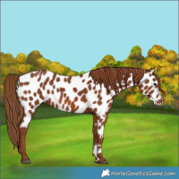 Horse Color:Chestnut Near Leopard
