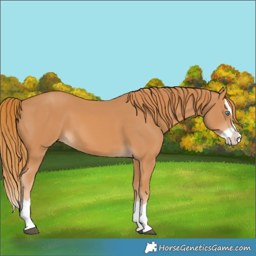 Horse Color:Chestnut Splash 