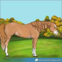 Horse Color:Chestnut Splash