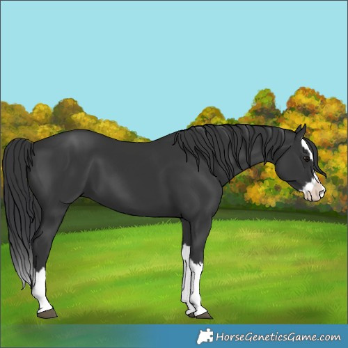 Horse Color:Black Splash