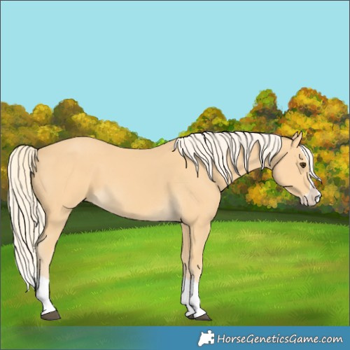 Horse Color:Palomino Splash 