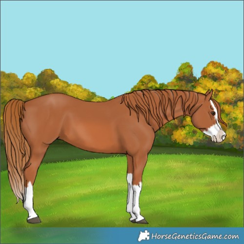 Horse Color:Chestnut Splash