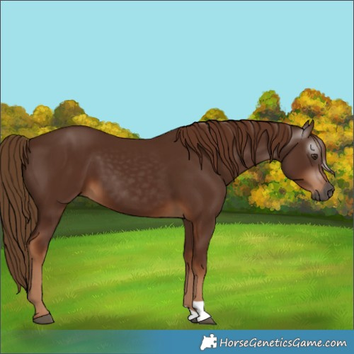 Horse Color:Gray Chestnut