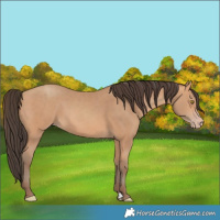 Horse Color:Amber Champagne