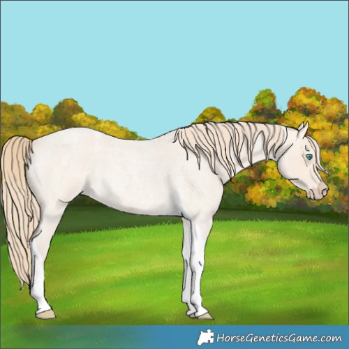 Horse Color:Perlino Roan Tobiano