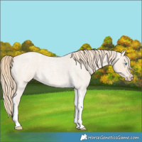 Horse Color:Perlino Roan Tobiano 