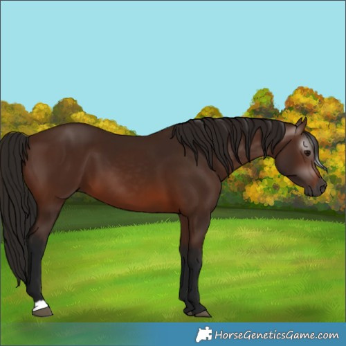 Horse Color:Gray Bay