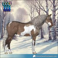 Horse Color:Silver Brown Dun Frame and Silver Brown Dun Tobiano