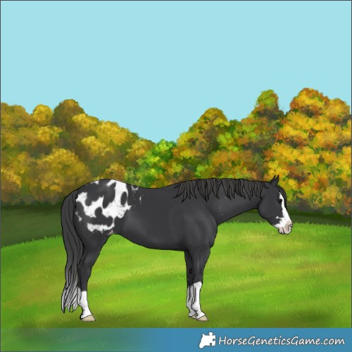 Horse Color:Black Splash Appaloosa