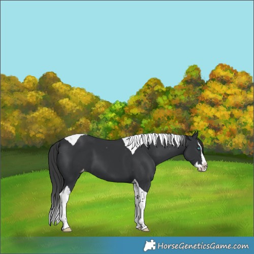 Horse Color:Black Splash Tobiano Appaloosa
