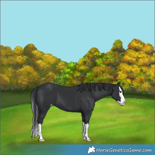Horse Color:Black Splash Varnish 