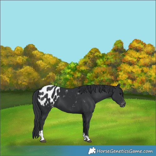 Horse Color:Black Tobiano Blanket 