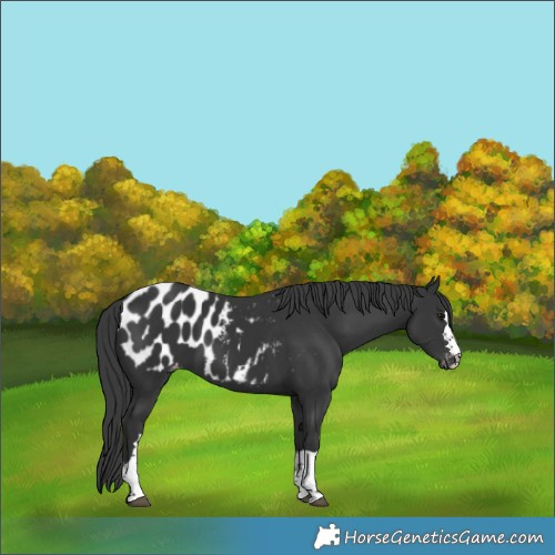 Horse Color:Black Blanket