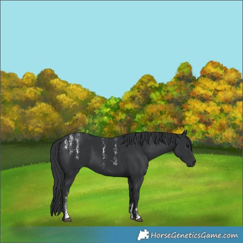 Horse Color:Powder White Black Rabicano 