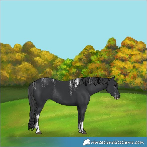 Horse Color:Powder White Black Rabicano