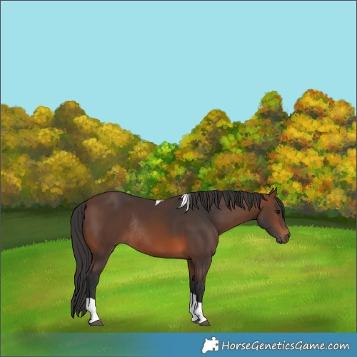 Horse Color:Brown Tobiano Rabicano 