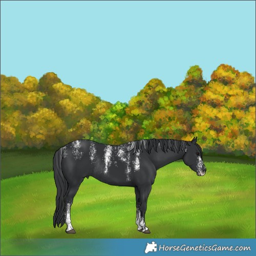 Horse Color:Powder White Black Rabicano