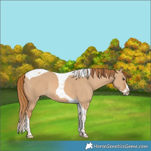 Horse Color:Red Dun Splash Tobiano