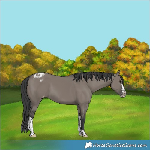 Horse Color:Grullo Splash Tobiano Appaloosa