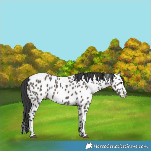 Horse Color:Grullo Splash Tobiano Appaloosa 