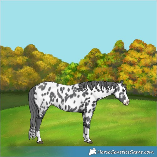 Horse Color:Black Merle Splash Appaloosa 