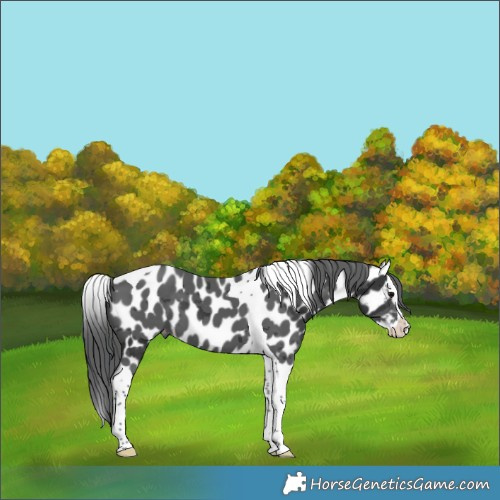 Horse Color:Black Merle Splash Tobiano Appaloosa 
