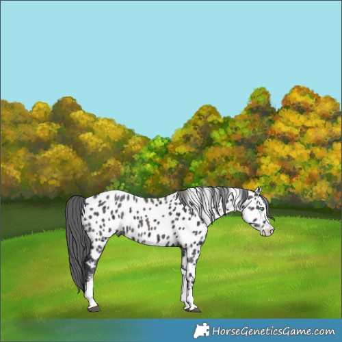 Horse Color:Black Merle Splash Tobiano Appaloosa 