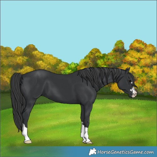 Horse Color:Black 