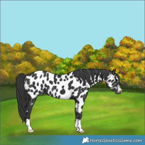 Horse Color:Black Appaloosa 