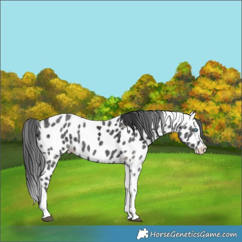 Horse Color:Black Merle Splash Tobiano Appaloosa 