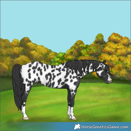 Horse Color:Black Appaloosa 