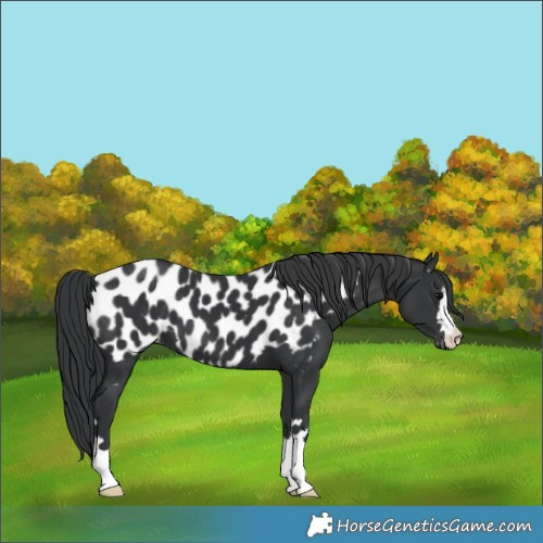 Horse Color:Black Appaloosa