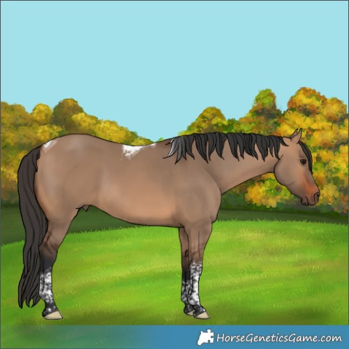 Horse Color:Bay Dun Tobiano 