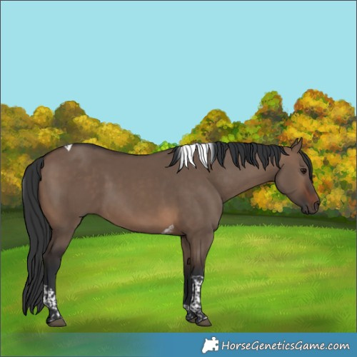 Horse Color:Brown Dun Tobiano 