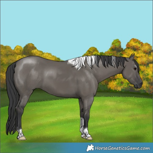 Horse Color:Grullo Tobiano