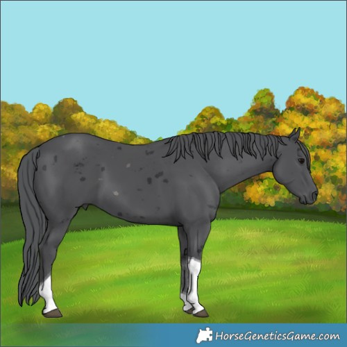 Horse Color:Black Merle Tobiano 