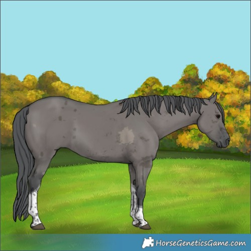 Horse Color:Grullo Merle Tobiano 