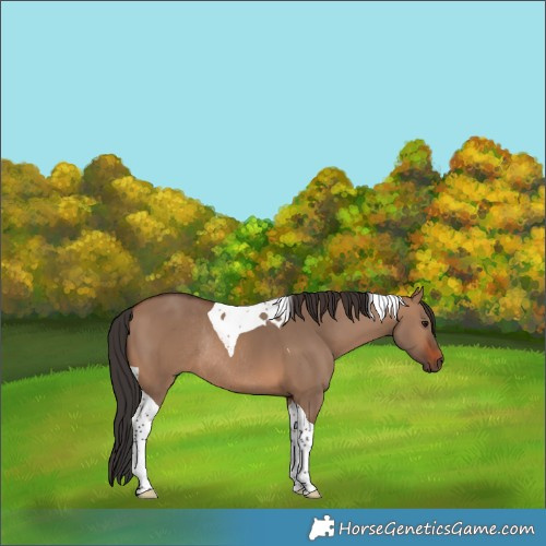 Horse Color:Brown Dun Tobiano Rabicano