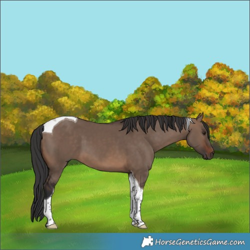 Horse Color:Brown Dun Tobiano 
