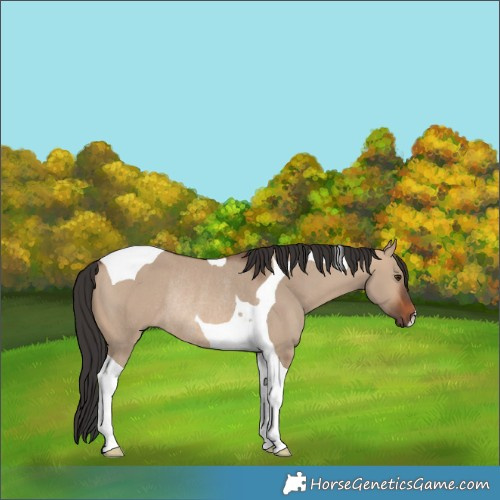 Horse Color:Brown Dun Tobiano Rabicano