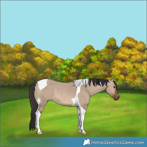 Horse Color:Brown Dun Tobiano Rabicano