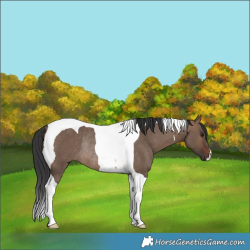 Horse Color:Brown Dun Tobiano Rabicano