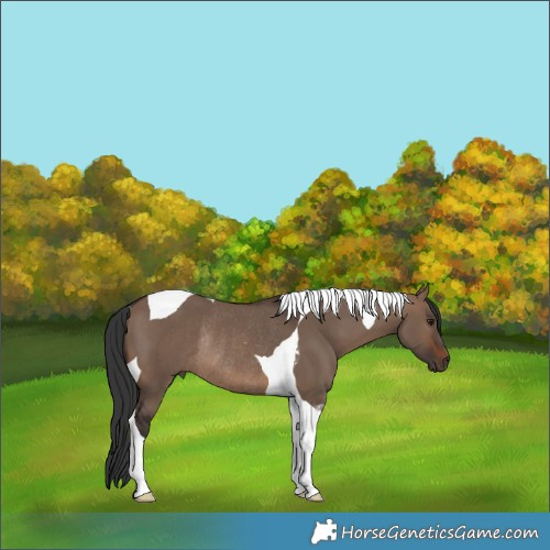 Horse Color:Brown Dun Tobiano Rabicano 