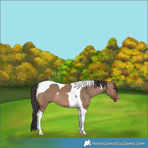 Horse Color:Brown Dun Tobiano 