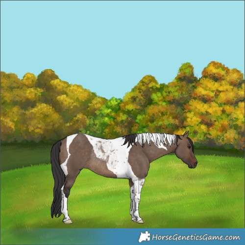 Horse Color:Brown Dun Tobiano Rabicano 