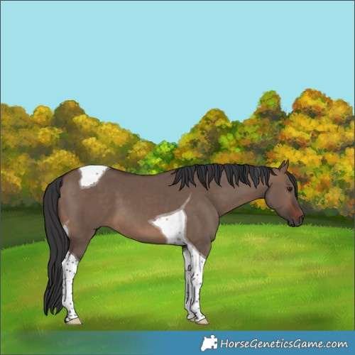 Horse Color:Brown Dun Tobiano 