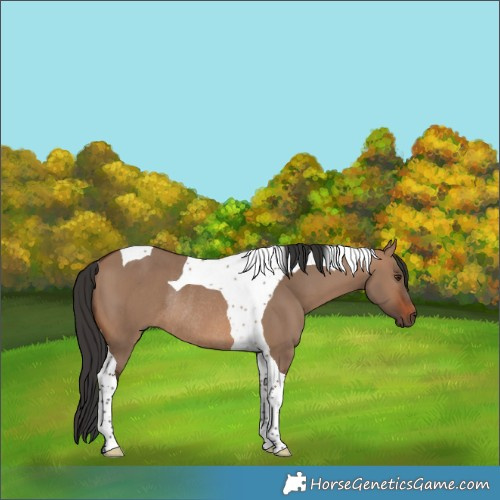 Horse Color:Brown Dun Tobiano Rabicano 